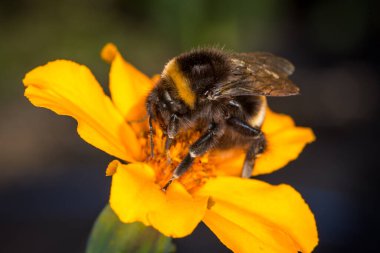 Bir çiçeğin nektarını toplayan yaban arısına yaklaş.