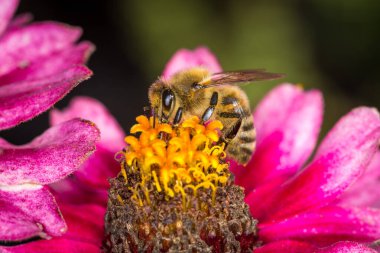 Bal arısı çiçeğinden nektar topluyor.