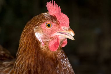 Yeşil çimenlikte avlanan tavuklara yaklaş.