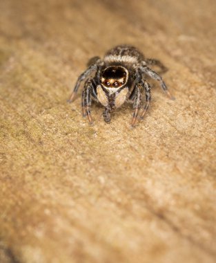 Beyaz bantlı zıplayan örümceğin makro fotoğrafını kapat