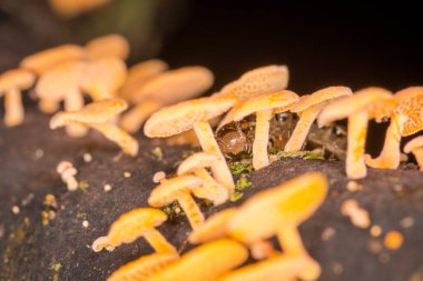 Çürüyen kütüklerde büyüyen kırkayak ve turuncu gözenekli mantarlara yakın.