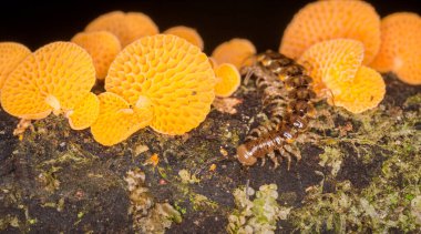 Çürüyen kütüklerde büyüyen kırkayak ve turuncu gözenekli mantarlara yakın.