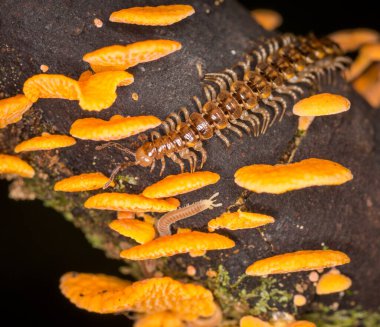 Çürüyen kütüklerde büyüyen kırkayak ve turuncu gözenekli mantarlara yakın.