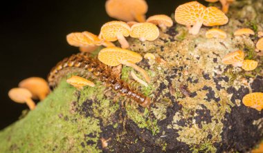 Çürüyen kütüklerde büyüyen kırkayak ve turuncu gözenekli mantarlara yakın.