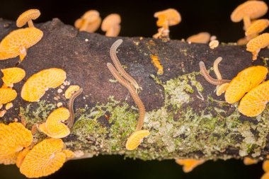 Çürüyen kütüklerde yetişen turuncu gözenekli mantarlara yakın.