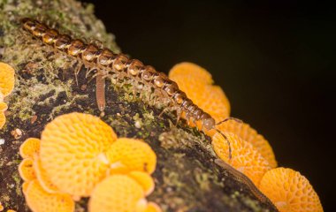 Çürüyen kütüklerde büyüyen kırkayak ve turuncu gözenekli mantarlara yakın.