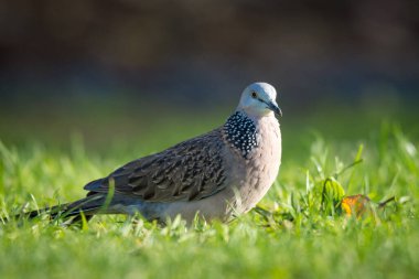 Benekli güvercine yaklaş