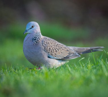 Benekli güvercine yaklaş