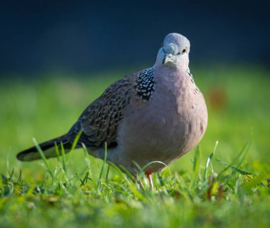 Benekli güvercine yaklaş