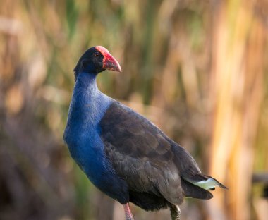 Pukeko 'ya yakın ya da sazlıklar arasında göl kenarlarında dolaşan mor bataklık.