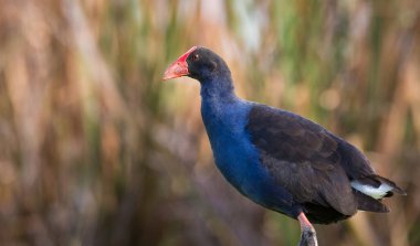 Pukeko 'ya yakın ya da sazlıklar arasında göl kenarlarında dolaşan mor bataklık.
