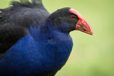 Pukeko 'ya ya da Mor Swamphen' e yakın dur. 