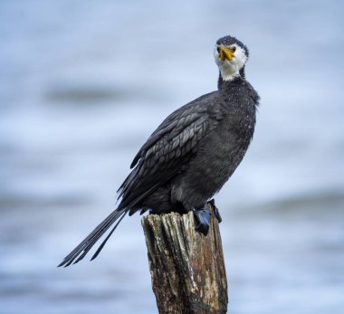 Siyah Shag veya karabatak göle bakan levrek üzerinde