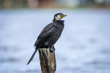 Siyah Shag veya karabatak göle bakan levrek üzerinde