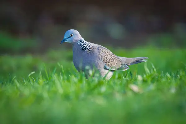 Benekli güvercine yaklaş