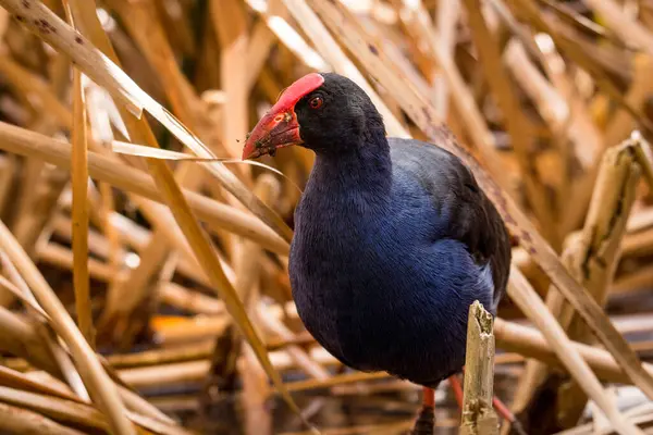 Pukeko 'ya yakın ya da sazlıklar arasında göl kenarlarında dolaşan mor bataklık.