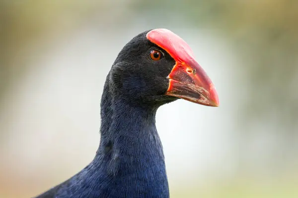 Pukeko 'ya ya da Mor Swamphen' e yakın dur. 