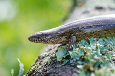 Yeni Zelanda 'da, yosunlu kütüğün üzerinde dinlenen yaygın çizgili bir cilt.