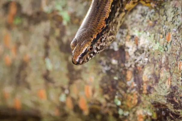 Yeni Zelanda 'da, yosunlu kütüğün üzerinde dinlenen yaygın çizgili bir cilt.