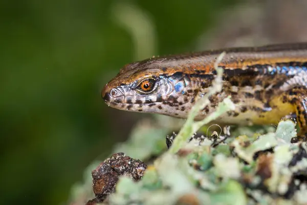 Yeni Zelanda 'da, yosunlu kütüğün üzerinde dinlenen yaygın çizgili bir cilt.
