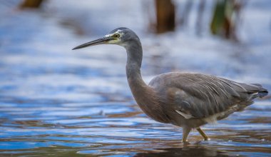 Beyaz suratlı ya da mavi balıkçıl göl kenarlarında yürür
