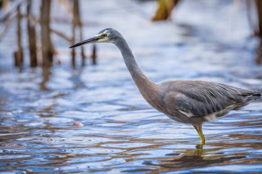 Beyaz suratlı ya da mavi balıkçıl göl kenarlarında yürür