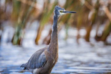 Beyaz suratlı ya da mavi balıkçıl göl kenarlarında yürür
