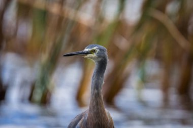 Beyaz suratlı ya da mavi balıkçıl göl kenarlarında yürür