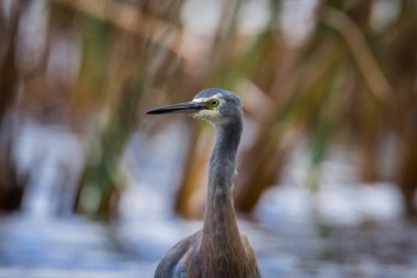 Beyaz suratlı ya da mavi balıkçıl göl kenarlarında yürür