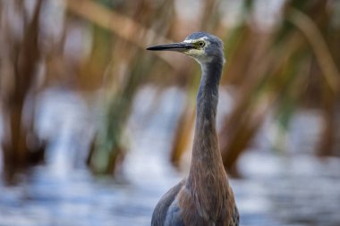Beyaz suratlı ya da mavi balıkçıl göl kenarlarında yürür
