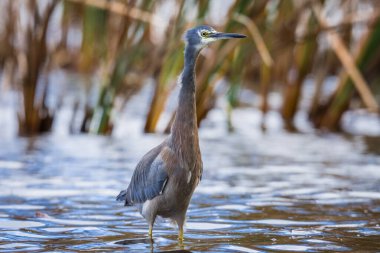 Beyaz suratlı ya da mavi balıkçıl göl kenarlarında yürür