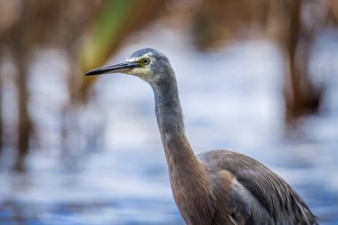 Beyaz suratlı ya da mavi balıkçıl göl kenarlarında yürür