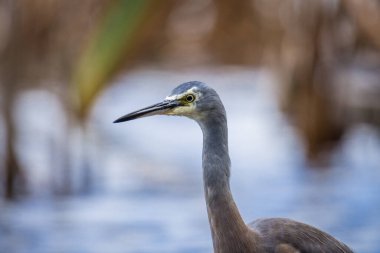 Beyaz suratlı ya da mavi balıkçıl göl kenarlarında yürür