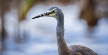 Beyaz suratlı ya da mavi balıkçıl göl kenarlarında yürür