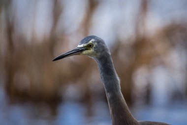 Beyaz suratlı ya da mavi balıkçıl göl kenarlarında yürür