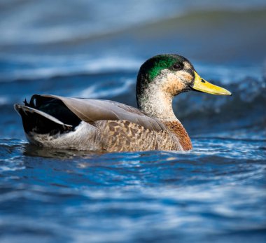 Bir su birikintisi üzerinde yüzme yeşilbaş ördek