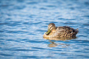 Bir su birikintisi üzerinde yüzme yeşilbaş ördek