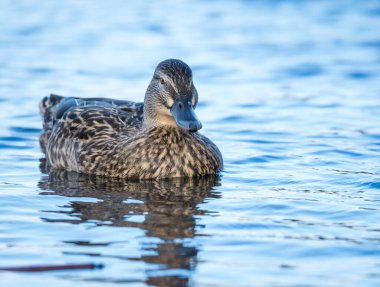 Bir su birikintisi üzerinde yüzme yeşilbaş ördek