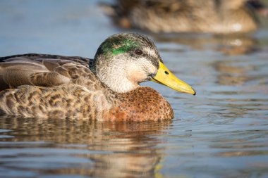Bir su birikintisi üzerinde yüzme yeşilbaş ördek