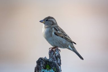 Bir dala tünemiş Ortak Ev Serçesi 'nin yakınında.