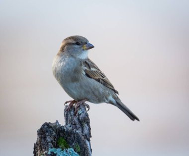 Bir dala tünemiş Ortak Ev Serçesi 'nin yakınında.
