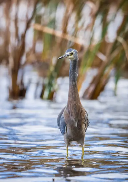 Beyaz suratlı ya da mavi balıkçıl göl kenarlarında yürür