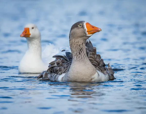 Gölde yüzen bir grup gri lag kazını kapatın.