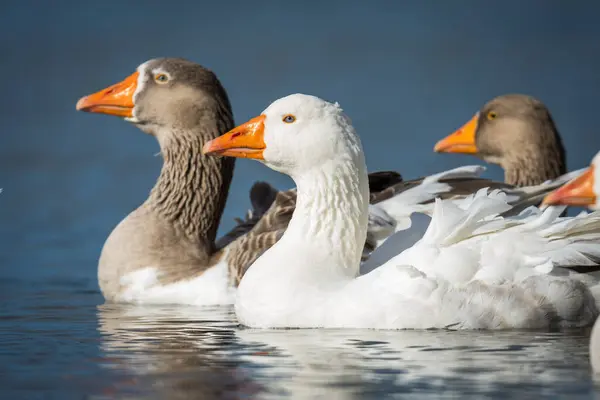 Gölde yüzen bir grup gri lag kazını kapatın.