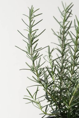 Beyaz arka planda izole edilmiş Rosemary bitkisi
