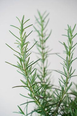 Beyaz arka planda izole edilmiş Rosemary bitkisi