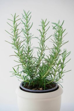 Beyaz arka planda izole edilmiş Rosemary bitkisi