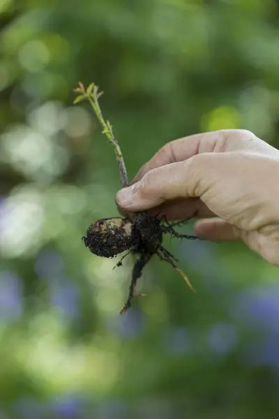 Bahçedeki bir kadının elinde ceviz tohumu.