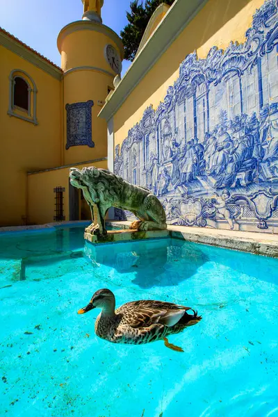 stock image Cascais , Portugal. Duck swimming in a fountain in the park of the Condes de Castro Guimaraes Museum. March 27, 2017