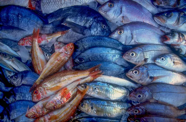 Portimao, Algarve, Portekiz. Pazarda sergilenen taze balıklar.
